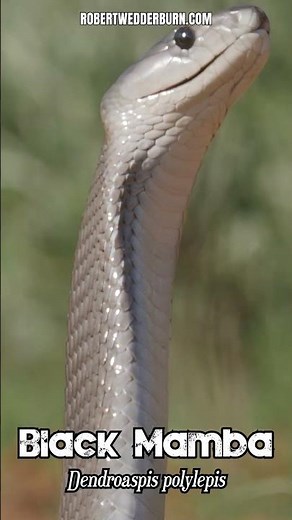 Africa's Most Aggressive Snake Exposed #blackmamba #wildlife #danger
