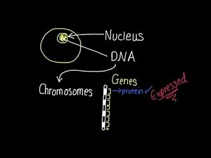 1.1 Differentiation and gene expression