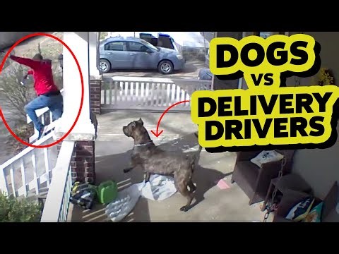 Dogs VS Delivery Drivers 🤣 Top 20 I Just Want To Play With You 🏃‍♂️‍➡️