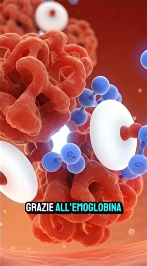 What are erythrocytes? #animation