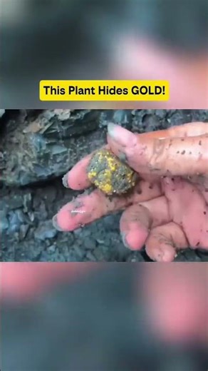 This plant hides gold!
