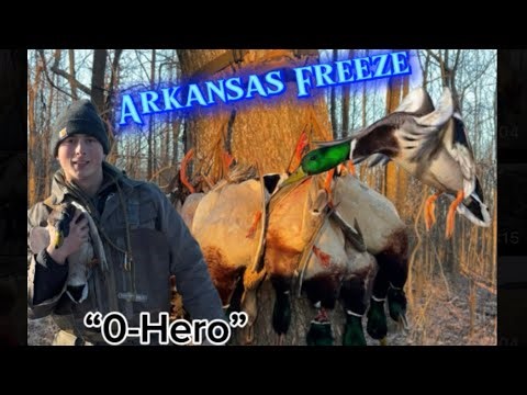 Arkansas Freeze (Ducks had to feed at some point.) all day hunt turns into a buzzer beater beat down