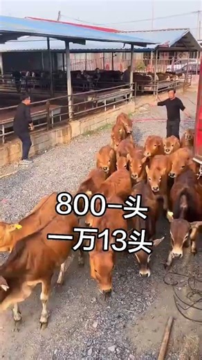 Local Yellow Cattle Farming | Calf Prices & Breeding Tips#CattleFarming #YellowCattle