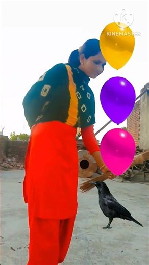 parrot pingen crow peacock #shortsfeed #vairalvideo #shortsfeed #shorts