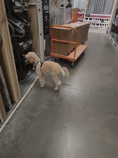 Essential Dog Training Tips for Service Dog Readiness