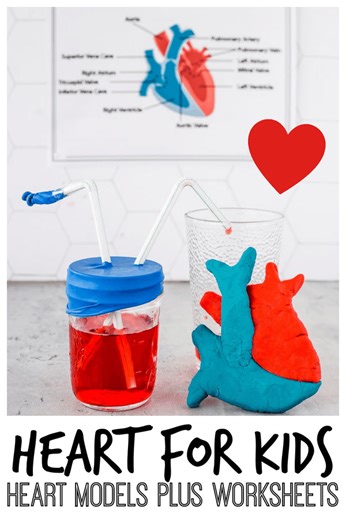 Human Heart for Kids: 2 Fun Heart Models plus Worksheets https://www.123homeschool4me.com/human-heart-for-kids-2-fun-heart-models-plus-worksheets/ | 123 Homeschool 4 Me