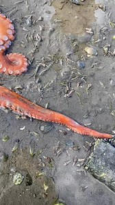542K views · 28K reactions | The octopus is still the coolest thing l have found on the beach!#octopus #gpo #barnacles #jellyfish #beachcombing #seaotter #bones #shell #sealife #ocean #marinebiology #seaurchin | Nudibranch Nerd | Facebook
