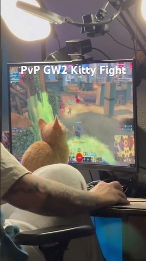 Kitty made GW2 PvP hard slamming my keyboard. Tune in on twitch for giveaways Sunday. #guildwars2