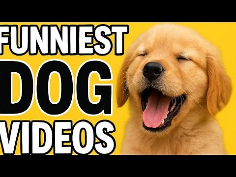 FUNNIEST DOG VIDEOS EVER 🤣🤣🤣