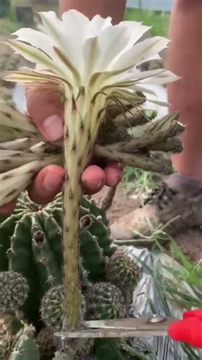 Don't Throw Away Cactus Flowers! 🌵🌼 They're Delicious! #croplab #agriculture