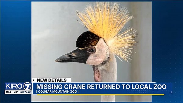 VIDEO: Missing crane returned to local zoo