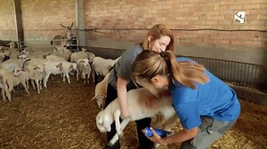 🐑En este programa, los becarios valen para todo. #ElCampoATV | El campo es nuestro Aragón TV