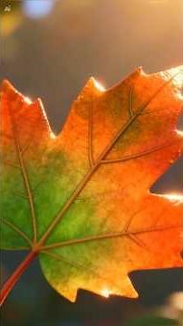 Autumn has arrived! 🍂✨ Discover the colors and interesting facts of this season!