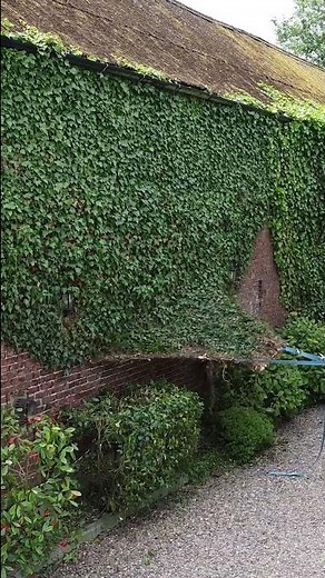 Ultimate Ivy Removal HACK! 😎😎 #shorts