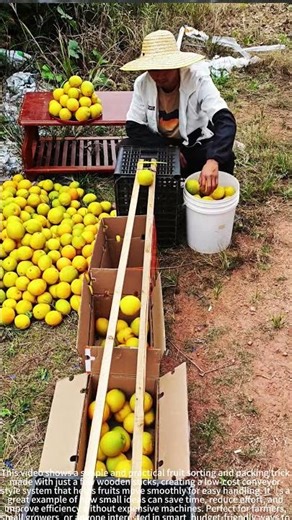 DIY 🍎 Wooden Fruit Conveyor