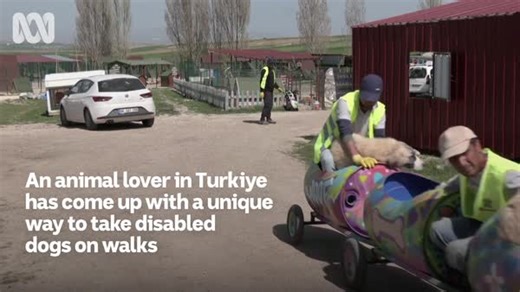 15K views · 30 reactions |  All paws aboard! ❤️ A Turkish dog shelter is giving disabled pets the ride of a lifetime. Inspired by her paralysed father, one of the animal-lovers has constructed a makeshift train from plastic barrels. | ABC Asia | Facebook