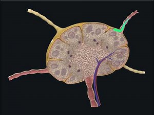 Lymphoid Organ Histology - Lymphatic Vessels and Lymph Node Introduction