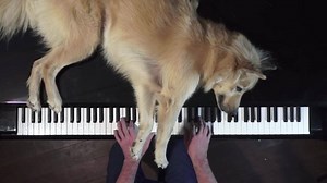 Meet Sharky. Sharky loves to lie on top of the piano and be serenaded → https://yt.be/xi4w | YouTube