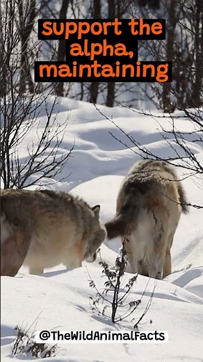 The Fascinating Social Structure of Wolf Packs | The Wild Animal Facts