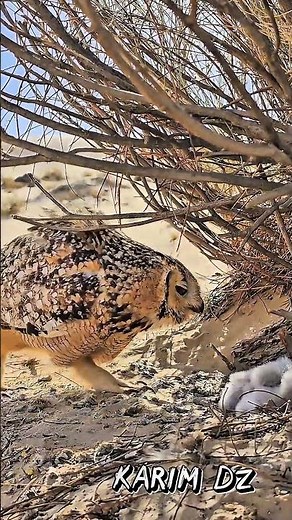 الطائرالذي ظلمه الجميع رغم جماله /The bird that is wronged by everyone despite its beauty