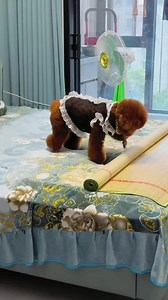 This dog is so easy to take care of!💖 #smartdog #dog #pet | Golden Retriever Smart