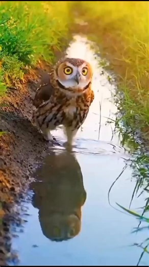 Beautiful Owl Owl Videos Owls Birds #Owl #Owls #Birds #nature #owlphotography #owlvideo Beautiful Owl Owl Videos Owls Birds #Owl #Owls #Birds #nature #owlphotography #owlvideo | Birds Owls
