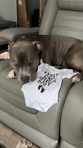 32K views · 7K reactions | They love story between the dog and his best friend and sister 殺 this video took me so long to put together, I would love if you could support us by liking and commenting ❤️ #americanbully #bullybreeds #bullylove #dogcontent #dogsandbabies #doglovers #dogstagram #doglife #dogsofig #dogsofinsta #dogsofinstaworld #dogsofinsta #dogslife #doglove #dogsofinstagram #puppylove #dogsoftheday #dogsoftheworld #dogsofinstgram | Hippo American bully | Facebook