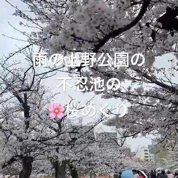 雨の上野公園の不忍池の桜めぐりショート #上野公園 #不忍池 #ウォーキング #散歩 #東京 #日本 #観光 #桜 #雨 #ショート