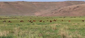 Beefmaster cattle are the key to an efficient cattle operation, as it relates to maternal, growth and carcass traits. These cattle produce extremely fertile, functional and docile females that the beef industry needs to rebuild America’s cow herds, while also producing profitable and efficient feeder calves that deliver results in today’s marketplace. | Beefmaster Breeders United