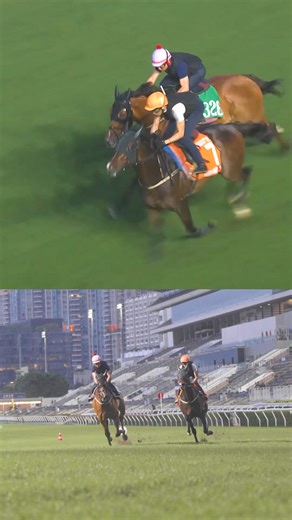Is this the end?!? 🥹 The world’s highest-earning racehorse of all time, GOLDEN SIXTY, completed his preparations for Sunday’s G1 FWD Champions Mile - a race he has won three times before - at Sha Tin on Thursday under Vincent Ho 🇭🇰 Sunday's feature could be his swansong 💕 #HKChampionsDay | World Horse Racing