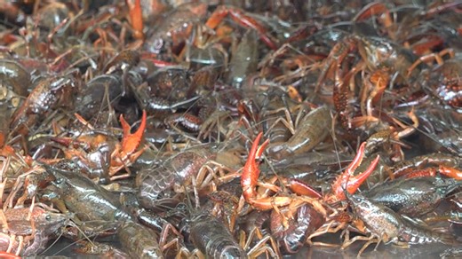 Louisiana crawfish prices dropping at start of Lent