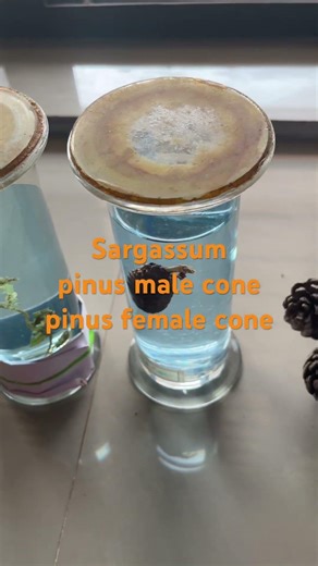 Botany practical 2026 | plus two