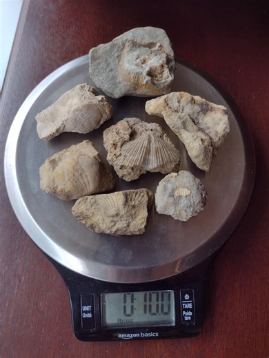 Kentucky Fossils Set of 7 - Etsy