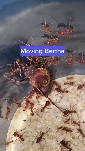 Moving My Giant Queen Ant: Bertha's New Home
