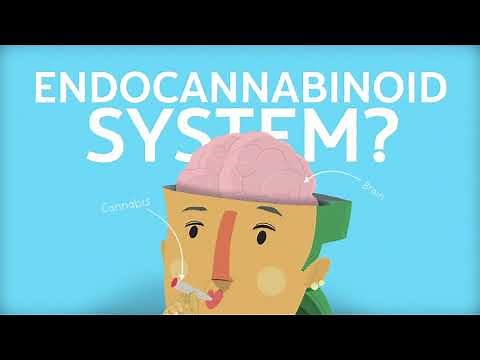 The Endocannabinoid System