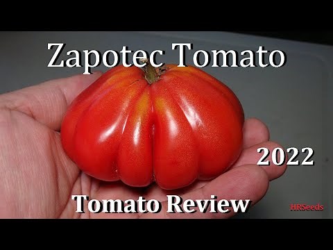 ⟹ Zapotec Tomato | Solanum lycopersicum | Tomato Review and Rating