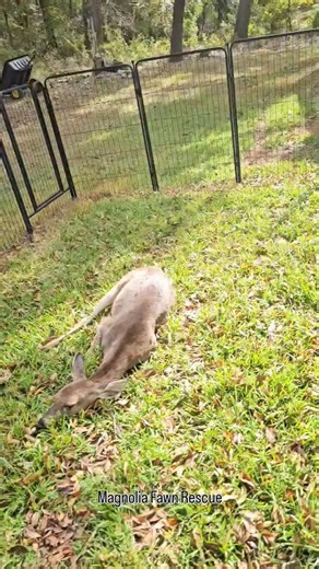While I am sitting there waiting for her to get sleepy enough for transport, I am trying to figure out how I am going to pick her up, carry her up a hill and loaded into my vehicle. This fawn season has done my back in, lifting too many bigger fawns. So, I have been trying not to aggrivate it, but this fawns needs rescueing. I finally figured it out in the next video. ❤️ Donations are soooo very appreciated and needed, thank you. Paypal.me/magnoliafawnrescue Mail: Magnolia Fawn Rescue 1066 Hayes