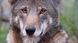 70K views · 3K shares | This is what an American Icon looks like. And...