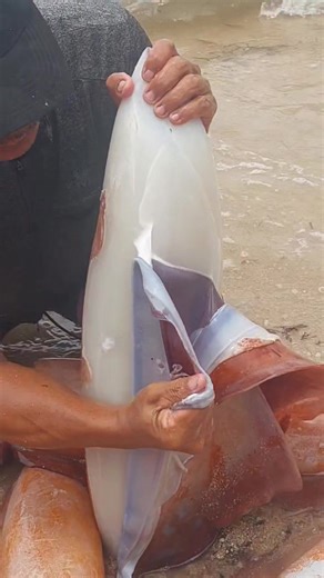 975K views · 7.2K reactions | Freshly catch giant squid 撚 #islandlife #islandfishing #squid #fypreelsシ゚viralシ #everyonehighlightsfollowers | Bonivie Espinosa Pigon | Facebook