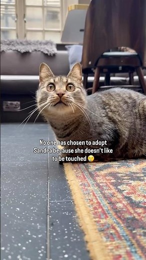 Sandra is at Java Whiskers Cat Café in Marylebone London 🧡 more info in description!