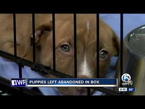 Puppies left abandoned in box now for adoption