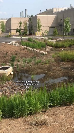 Beautiful Native Plant Rain Garden Tour