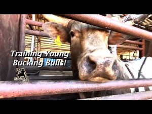 First Time to have a Rider on Back! Training Bucking Bulls!