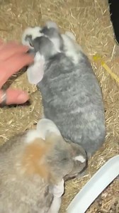 Genepy 🐰🥰 e Malibù 🐇😍, due ex nostri coniglietti trovatelli che da oltre un anno fanno parte della famiglia del Sig. Davide, salutano tutti... | C.A.N.C. - Centro Animali Non Convenzionali di Torino