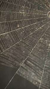 Spider and the Fly Victorian Gothic Tablecloth - Etsy