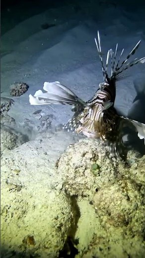 🦁 Lionfish: The Silent Predator Taking Over Oceans! #lionfish
