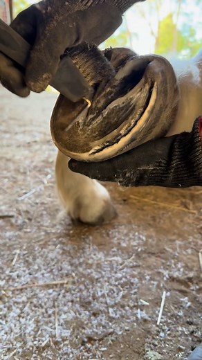 This is a lovely little hoof… with a few secrets hiding under the dirt. A little of thrush, a bit of separation, nothing dramatic yet, but this is exactly where the real care counts. A few extra minutes with the wire brush, a bit of preventative packed in the right places, and we keep this foot feeling comfortable instead of waiting for it to fall apart. Little things owners can do now = fewer big problems later. In this video I’m using a wire brush hoof pick, Blue Balls, Hoof Spray and Hoof IX 