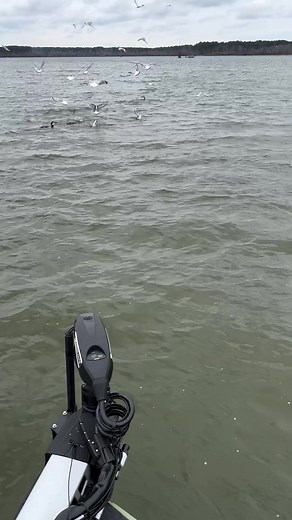 37K views · 186 reactions | The (Hummin)birds know where the fish are  #MEGALive  Bob Downey Fishing | #Humminbird #HumminbirdPro #Fishing | Humminbird | Facebook