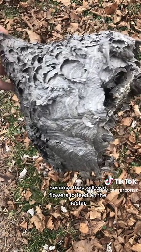 Bald-faced Hornet Nest Close-Up Exploration
