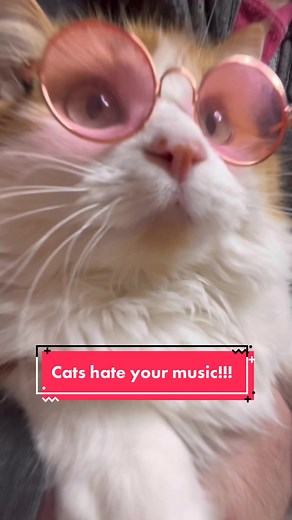Do Cats Hate Your Music? Discover Music Cats Love!